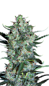картинка Auto White Russian от магазина Semki