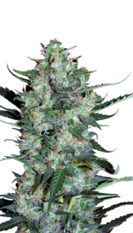 картинка Auto White Russian от магазина Semki