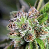 картинка Watermelon Zkittlez от магазина Semki