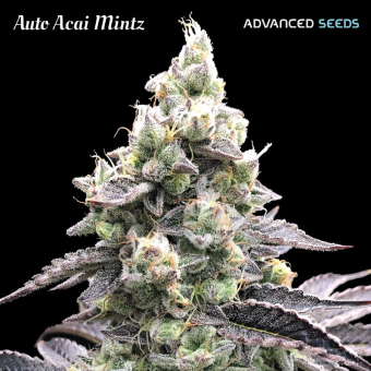 картинка Auto Acai Mintz от магазина Semki