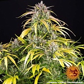 картинка LSD Auto от магазина Semki