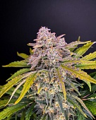 картинка Strawberry Pie Auto от магазина Semki