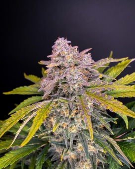 картинка Strawberry Pie Auto от магазина Semki