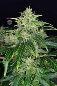 картинка CBD Auto 20:1 от магазина Semki
