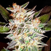 картинка Delicious Candy Auto от магазина Semki