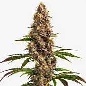 картинка Super Boof от магазина Semki
