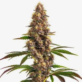 картинка Super Boof от магазина Semki