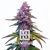 картинка Purple Lemonade Auto от магазина Semki