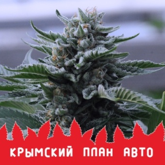 картинка Крымский план Auto от магазина Semki