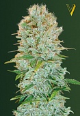 картинка Critical от магазина Semki