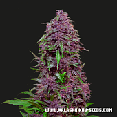 картинка Purple Mazar Auto от магазина Semki
