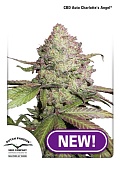 картинка CBD Auto Charlotte’s Angel от магазина Semki
