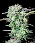 картинка Strawberry Banana Auto от магазина Semki