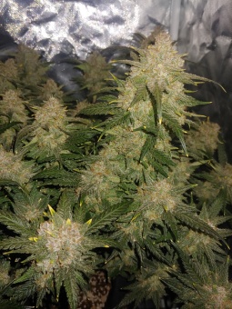 картинка West Coast O.G. Auto от магазина Semki