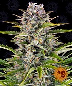 картинка Gorilla Z Auto от магазина Semki