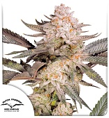 картинка Orange Bud 2.0 от магазина Semki